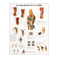 Anatomiediagramm: Kniegelenk